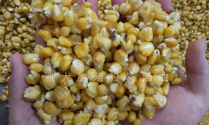 7.24玉米釀酒技術(shù)-蒸至開(kāi)花率95%以上