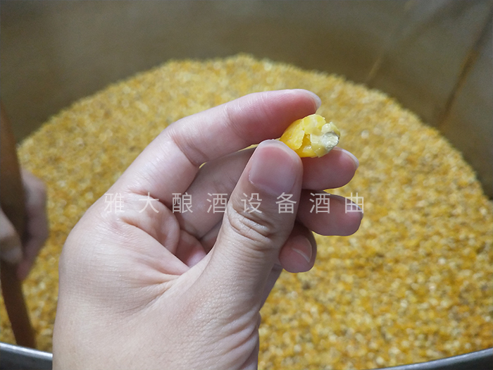 7.24玉米釀酒技術(shù)-檢查糧食是否泡好